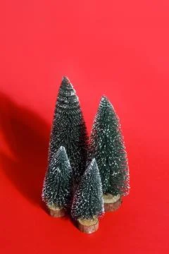 Forest firs red Stock Photos