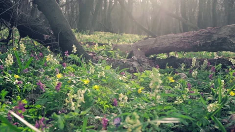 Forest First Flowers Spring Bloom Video stock 220574659