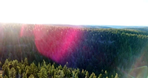 Forest Flare Video stock 93166653