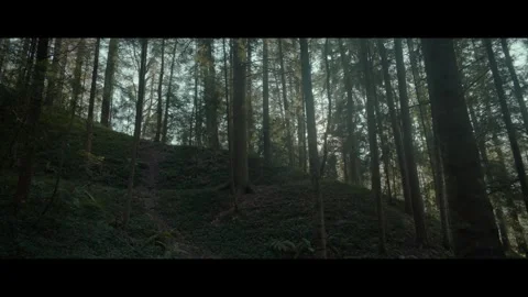 Forest flare Видео 296800023