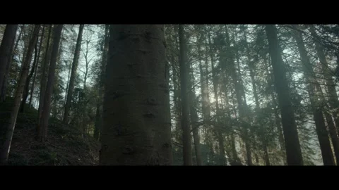 Forest flare Видео 296800466