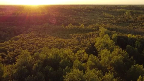 Forest Flares Stock Footage 148695738