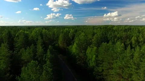 Forest flight 6.mp4 Stock Footage 66514744