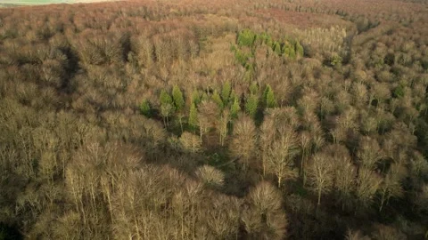 Forest flight above tree line in autumn Stock Footage 256920937