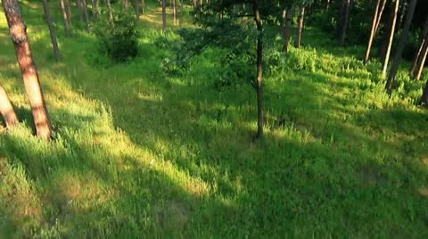 Forest flight Video stock 8977104