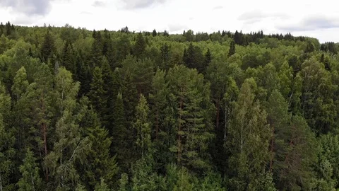 Forest flight Video stock 129501807