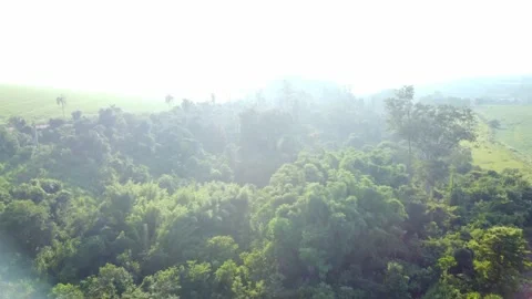 Forest, flight over a small forest in a small town in Brazil, drone scene. Video stock 182581932