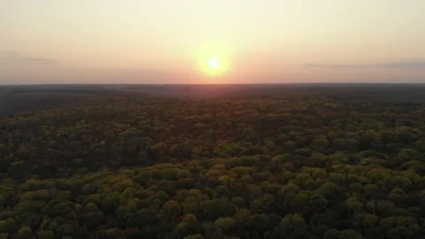 Forest flight at sunrise 스톡 동영상 140980222