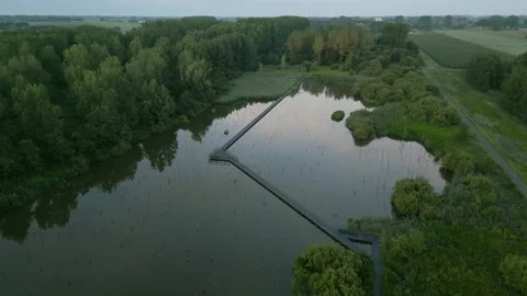 Forest with flooded woods in it Stock Footage 249244191