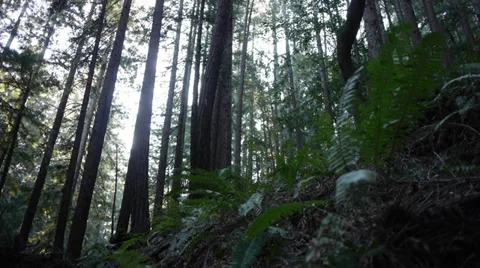 Forest Floor 1 Stock Footage 34424631