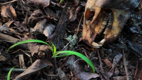Forest Floor 4k Top Down Dolly Shot with Ants Plants and Animal Skull Stock Footage 323440664