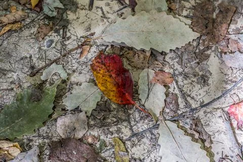 Forest floor abstract Stock Photos