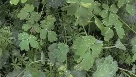 The forest floor after the rain Stock Footage 122347432
