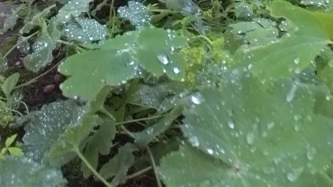 The forest floor after the rain Stock Footage 122347613