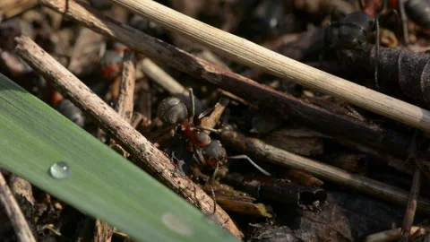 Forest Floor Ant Nest Macro Stock Footage 341975717