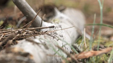 Forest Floor Ants Swarming Stock Footage 107952815