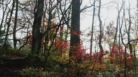 Forest Floor in Autumn Stock Footage 43904487
