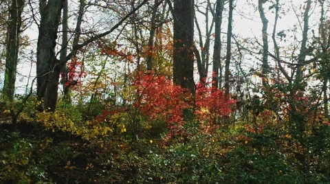 Forest Floor in Autumn Stock Footage 43907482