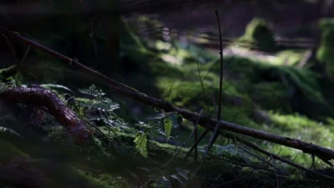 A forest floor background 4k 30fps video Stock Footage 288771512