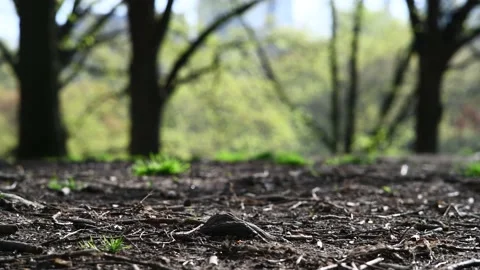 Forest Floor Background Stock Footage 152805997
