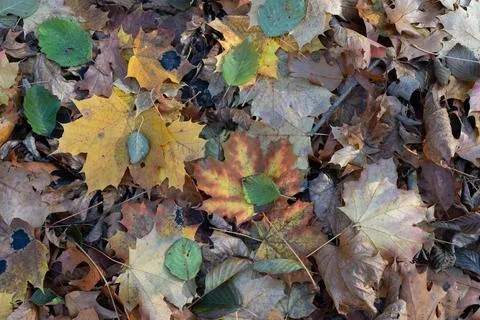 A forest floor blanketed with fallen maple leaves, creating a rich, colorfu.. Stock Photos