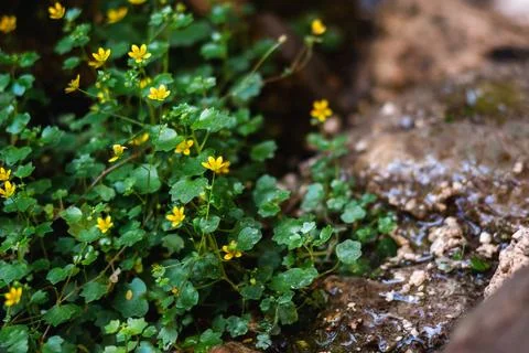 Forest Floor Blossoms Stock Photos