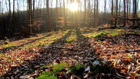 Forest floor with camera slider by sunset Stock Footage 123125153