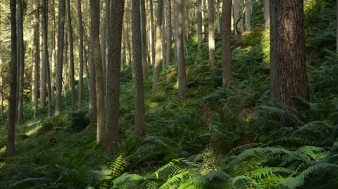 Forest floor to canopy Stock Footage 29661890