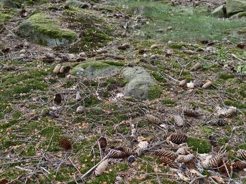 Forest floor carpeted with moss, pine cones and scattered twigs Stock Photos
