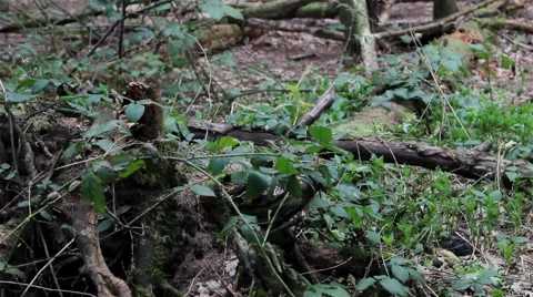 Forest Floor - Close up Fallen Tree / Log Moss, Leaves Blowing in Wind Breeze Stock-Footage 49697951