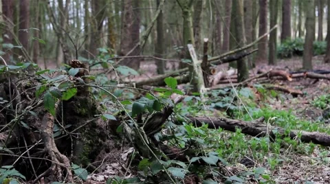 Forest Floor - Close up Fallen Tree / Log Moss, Leaves Blowing in Wind Breeze Stock-Footage 49698130