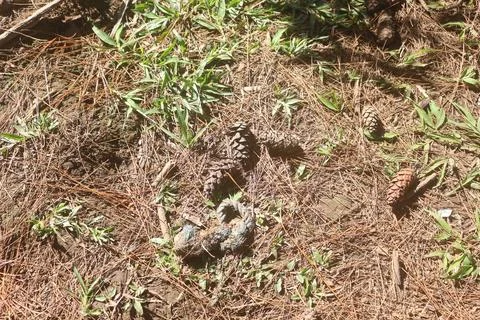 Forest Floor Close Up: Pine Needles, Cones, and Animal Droppings Stock Photos