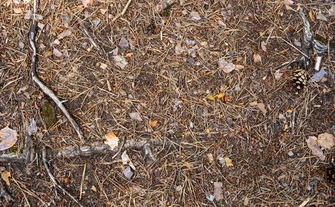 Forest Floor Close-Up With Pine Needles, Tree Roots and Fallen Autumn Leaves 스톡 사진