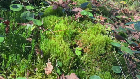 Forest Floor Close-Up: A Tapestry of Moss and Leaves Stock Footage 260757968