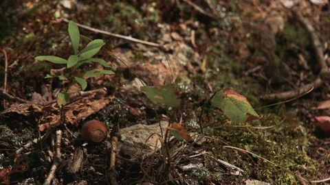 Forest floor closeup autumn fall acorn leaves sunlit shadows sun Stock Footage 95871037