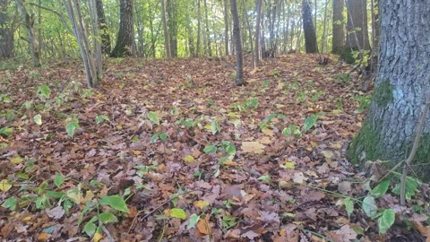 Forest Floor Completely Covered In Fallen Autumn Leaves Stock Footage 348213750