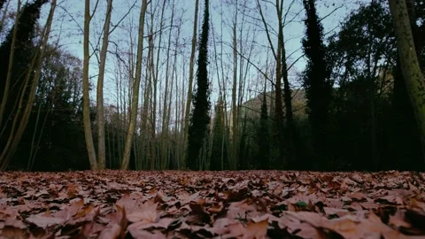 Forest floor covered with autumn maple leaves, with tall trees and blue sky. Stock Footage 157597353