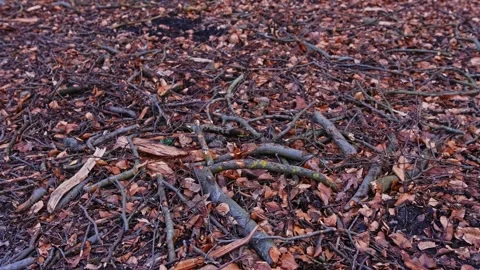 Forest Floor Covered with Broken Branches and Withered Leaves Foliage Stock Footage 268650016