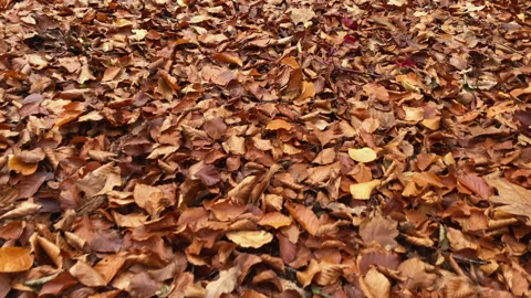 Forest floor covered with brown Beech tree leaves. Stock Footage 212548384