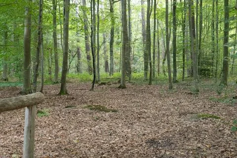 Forest floor covered in brown, fallen leaves Stock Photos