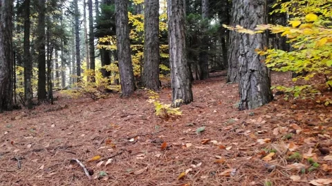 Forest floor covered with dry autumn leaves - Woodland Soil and Organic Texture Stock Footage 339809211