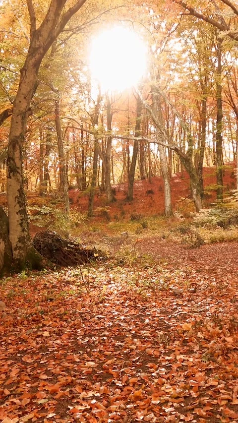 Forest floor covered with fallen autumn leaves illuminated by the sun shini.. Stock Footage 283539256