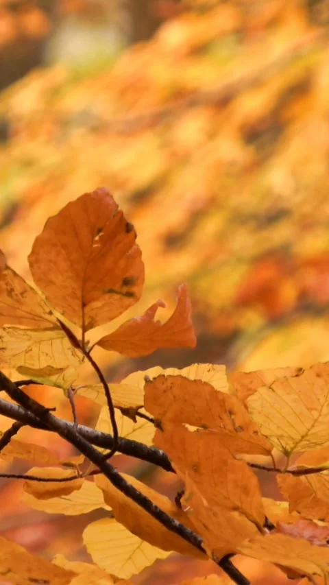 Forest floor covered with fallen autumn leaves illuminated by the sun shini.. Stock Footage 283539293