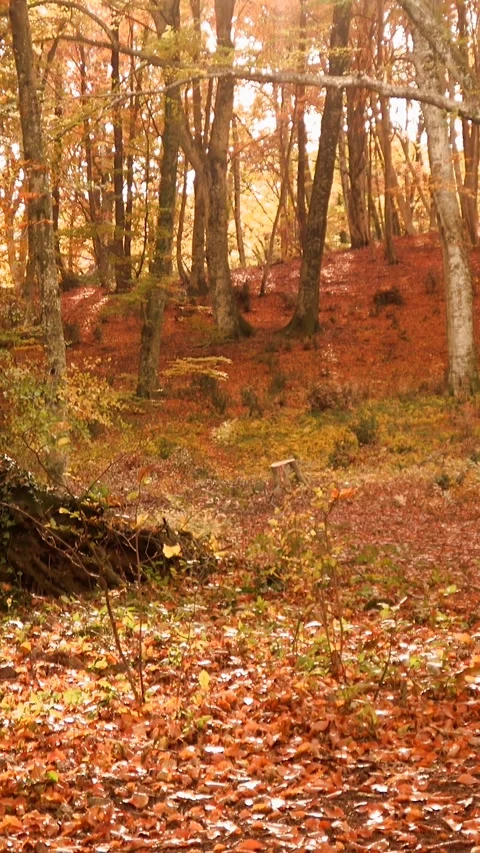 Forest floor covered with fallen autumn leaves illuminated by the sun shini.. Stock Footage 294677348