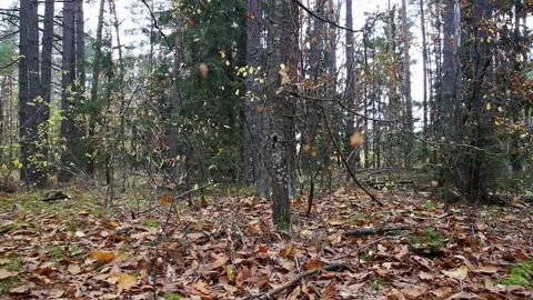 Forest floor covered by fallen autumn leaves and many more leaves fall through Stock Footage 329621181