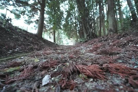 Forest Floor Covered with Fallen Cedar Leaves in Winter Stockfoto's