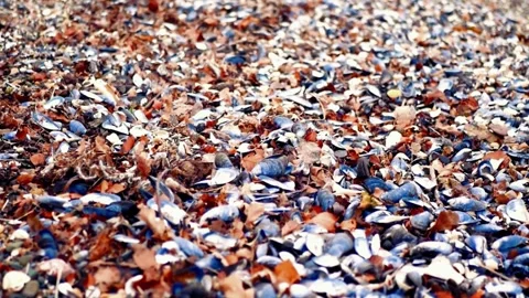 Forest Floor Covered in Fallen Leaves Stock Footage 310856259
