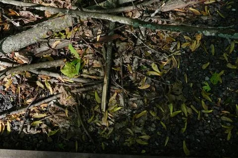 A forest floor covered in fallen leaves twigs and seeds 写真素材
