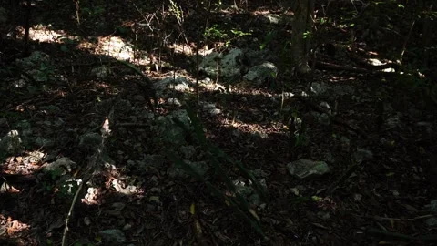 A forest floor covered in gray rocks and dry leaves, partially illuminated. Stock Footage 332629825