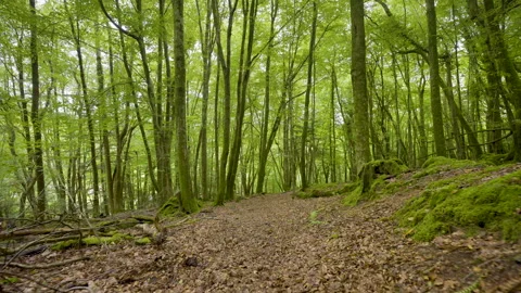 Forest floor covered in leaves under beautiful green tree canopy   Stock Footage 269569194